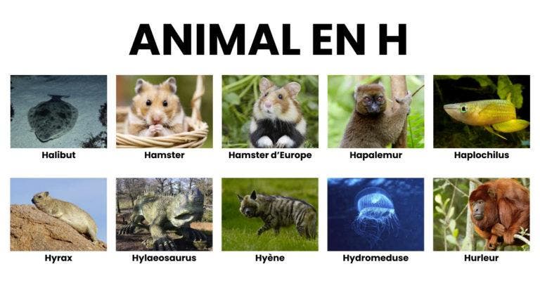 Animal en H la liste des animaux commençant par H