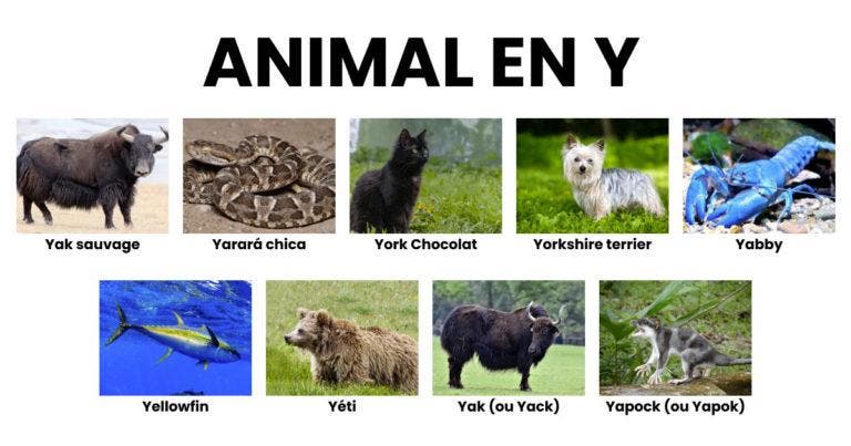 Animal en Y la liste des animaux commençant par Y