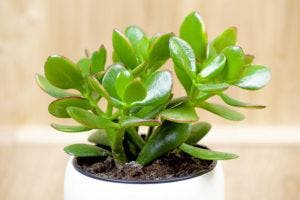 Arbre De Jade Crassula Ovata Guide De Plantation Et Dentretien