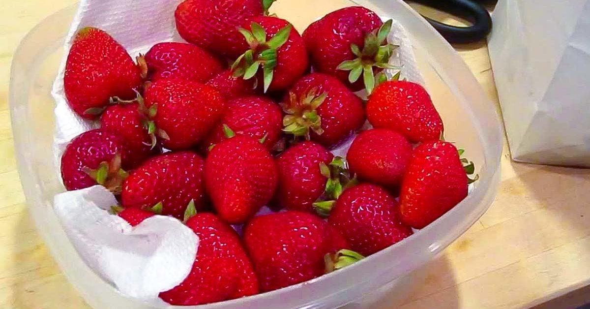 Comment Conserver Des Fraises Fra Ches Plus Longtemps M Thodes