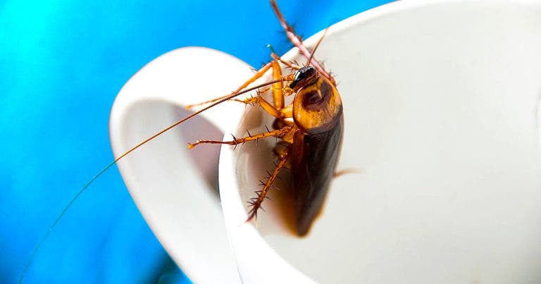 Comment Se D Barrasser Des Cafards Avec Du Bicarbonate De Soude