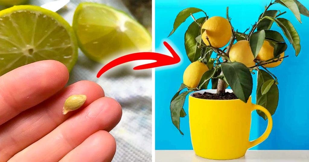 L astuce pour conserver les citrons 3 mois et plus et éviter qu ils ne