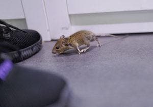 Comment Faire Fuir Les Rats Et Les Souris Plantes R Pulsives Pour