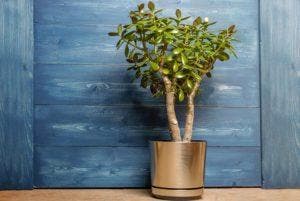 Feng Shui Plantes Porte Bonheur Installer Chez Soi