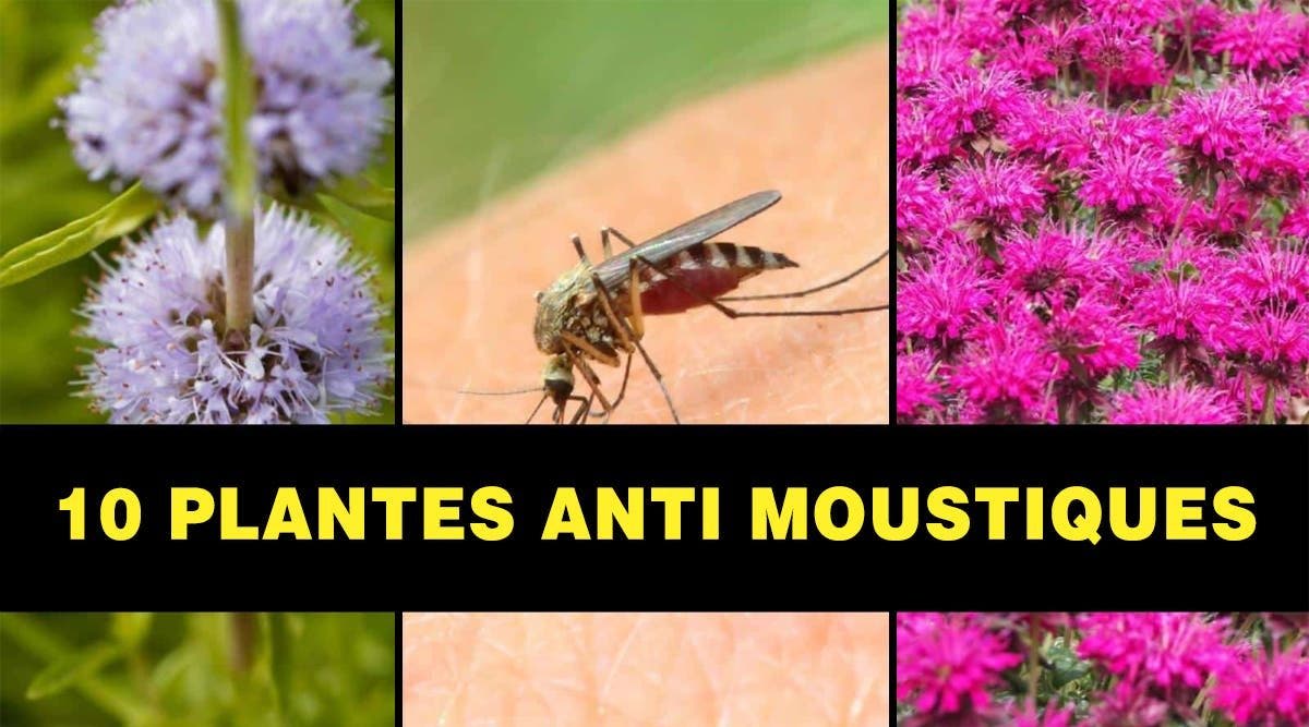 10-plantes-anti-moustiques