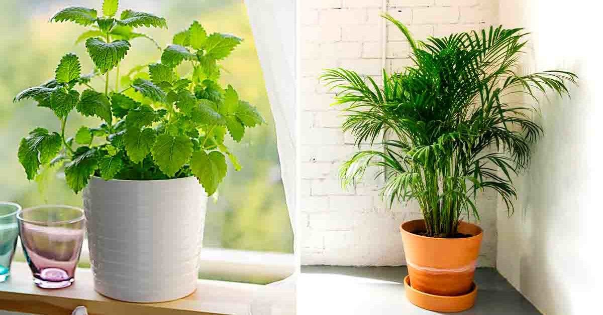 10 plantes à avoir chez soi pour assainir l'air intérieur