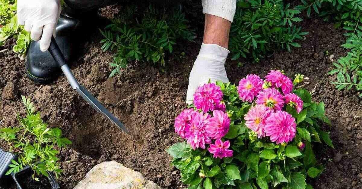 12 fleurs de bordure vivaces pour embellir et parfumer votre jardin toute l'année