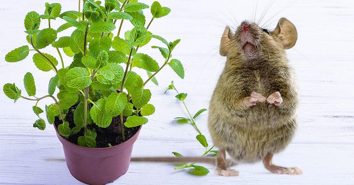 Comment faire fuir les rats et les souris ? 3 plantes répulsives
