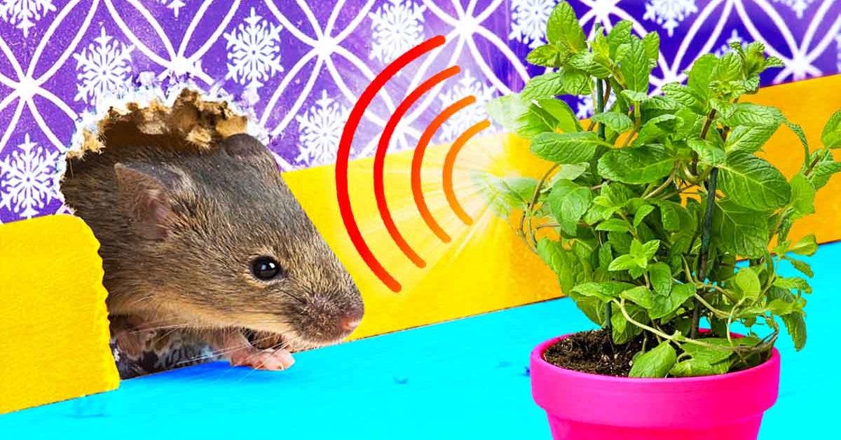 5 plantes qui éloignent les rats et les souris : Femme Actuelle Le MAG