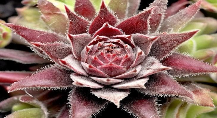 Sempervivum