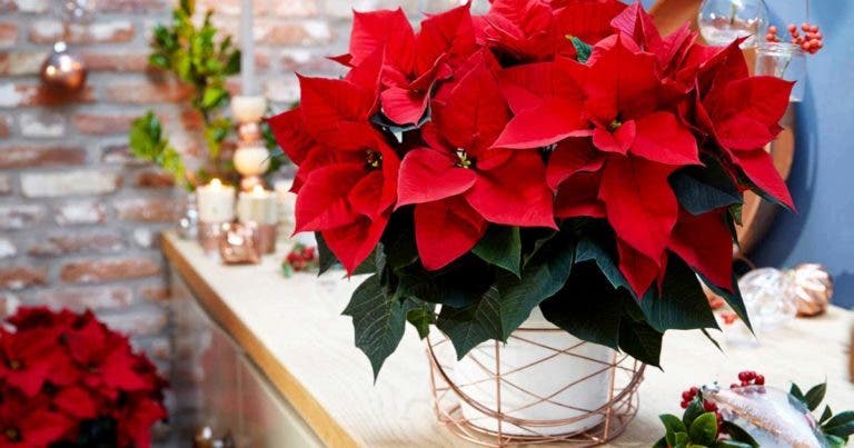 6 Conseils Simples Pour Que Votre Poinsettia étoile De Noël Donne