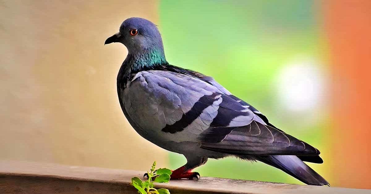 Filets anti pigeons pourquoi les utiliser ? Et comment ?