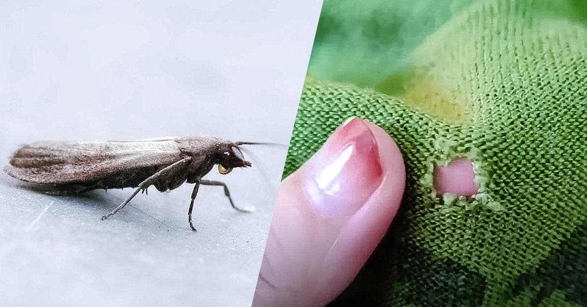 Comment reconnaître les mites et les détecter avec certitude dans votre  maison ?