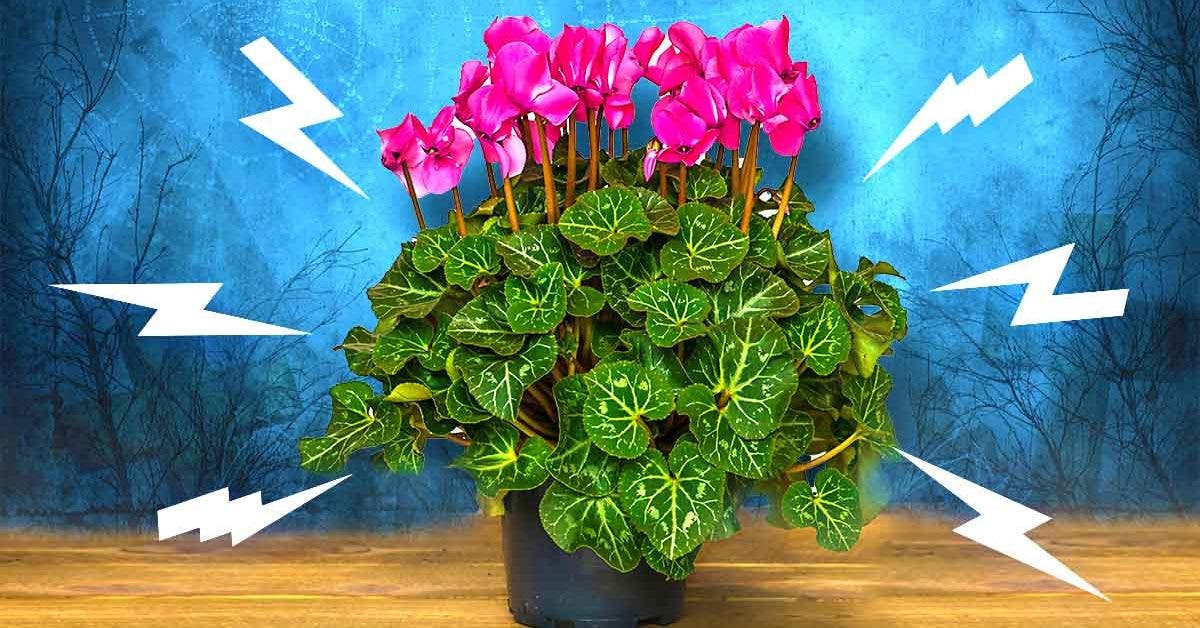 8 plantes pour fleurir l'intérieur en hiver