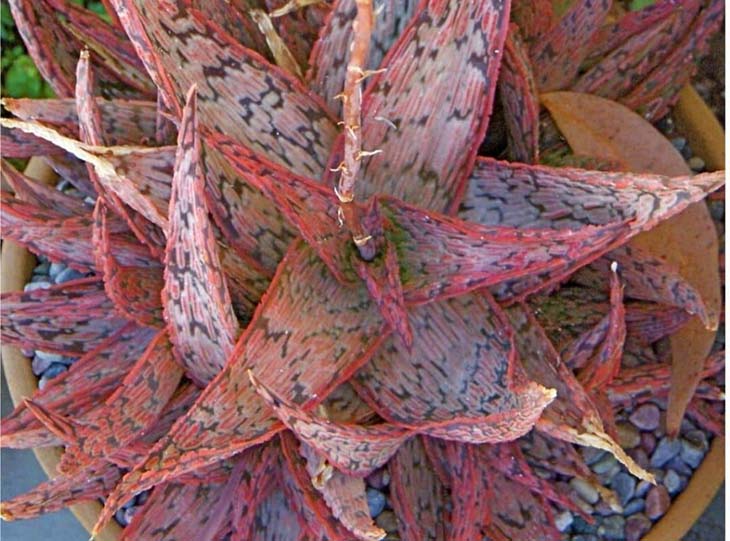 Blush rosa all'aloe