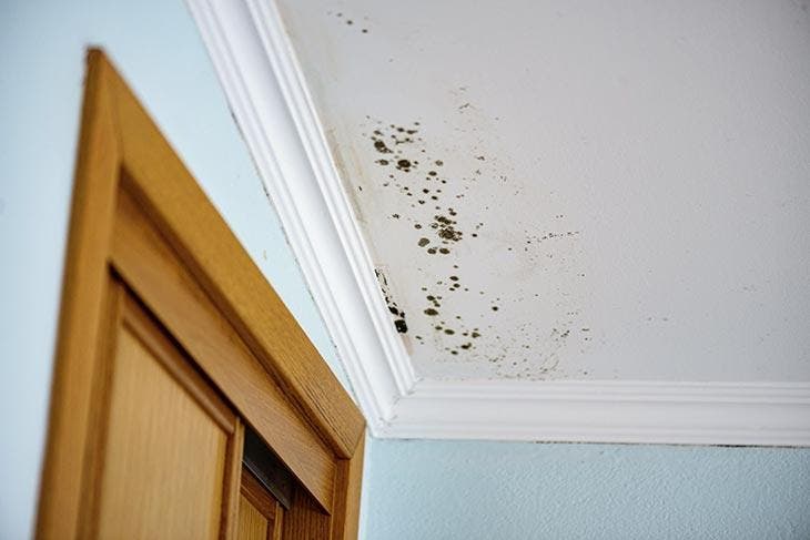 Apparition de moisissures sur le plafond. source : spm