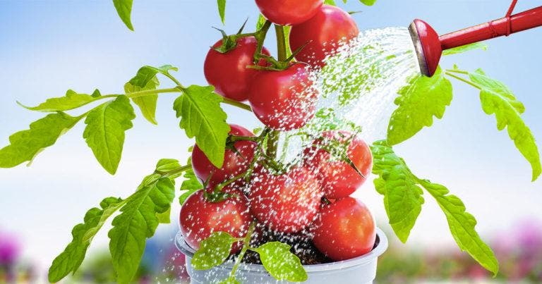 Comment Faire Pousser Des Tomates