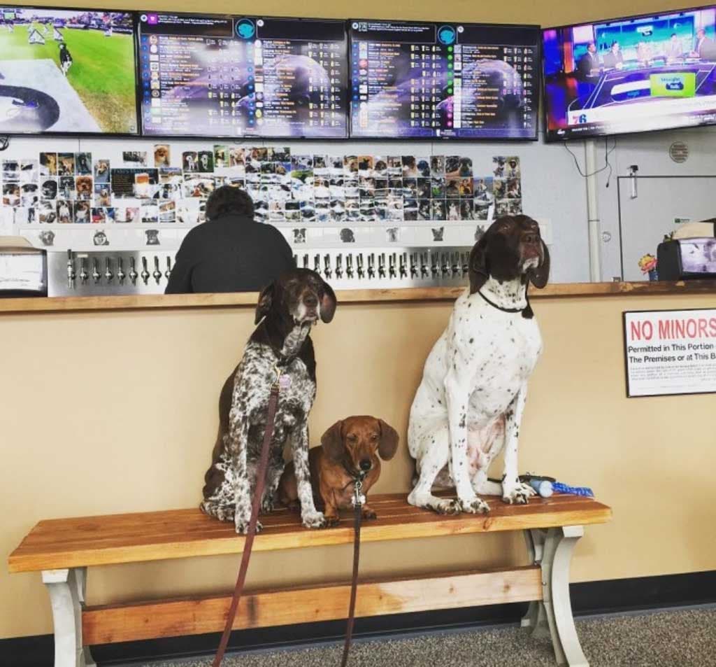 Assis sur une banquette, trois chiens attendent les visiteurs du jour