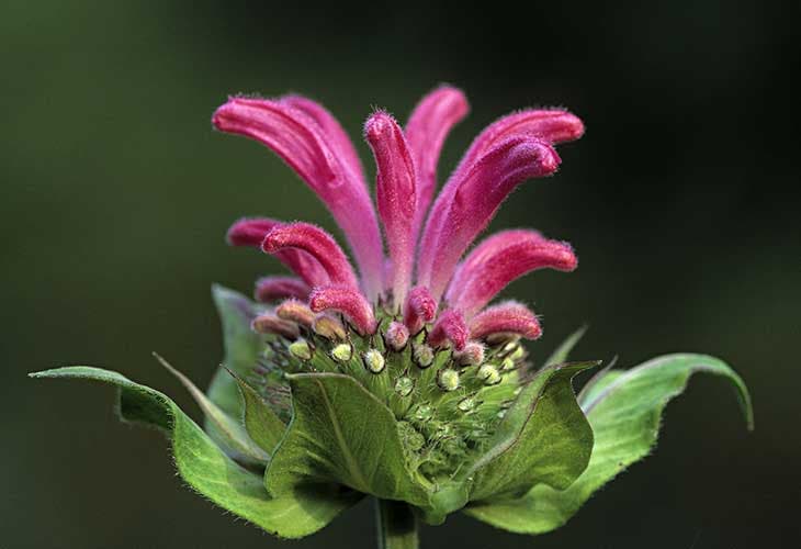 Baume d’abeille