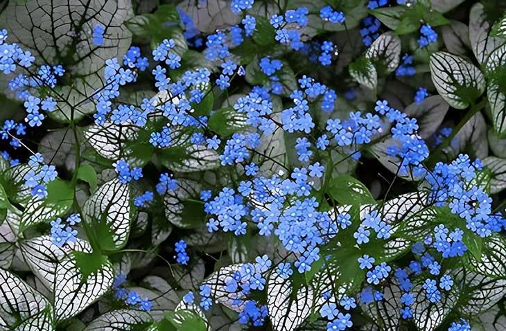 Brunnera