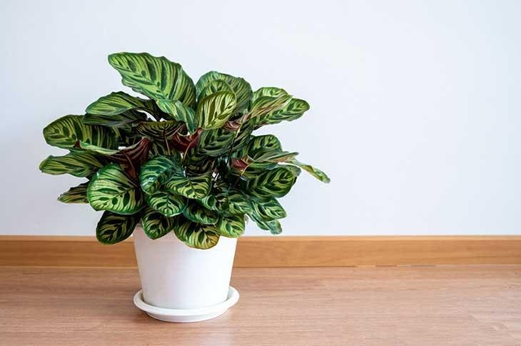 Calathea