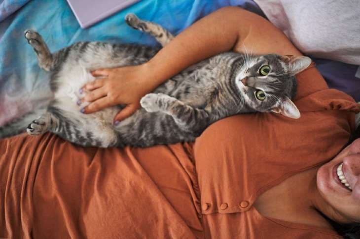 Caresser le ventre de son chat 