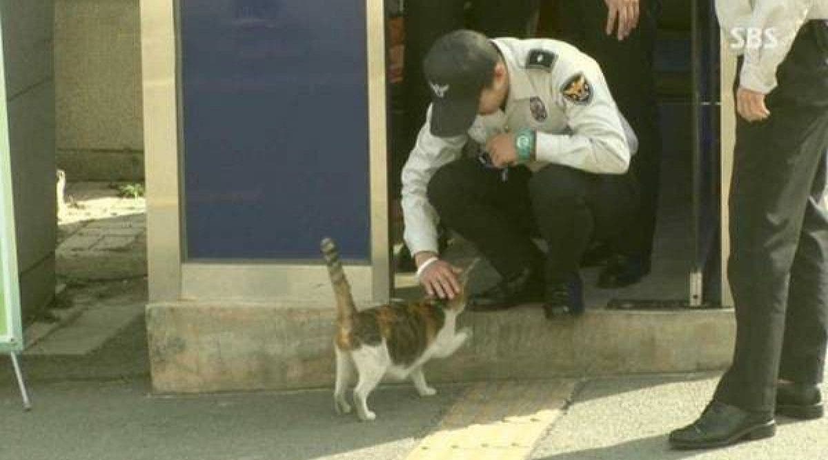 Apres Avoir Enterre Des Chatons Morts Des Policiers Voient Leur Maman Revenir Pour Accoucher Dans Leur Commissariat