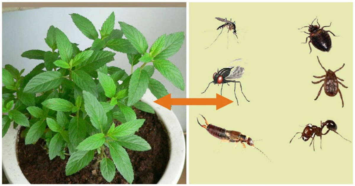 Cette Plante Est Une Benediction De Dieu Elle Chasse Les Souris Les Araignees Et Autres Insectes De Votre Maison