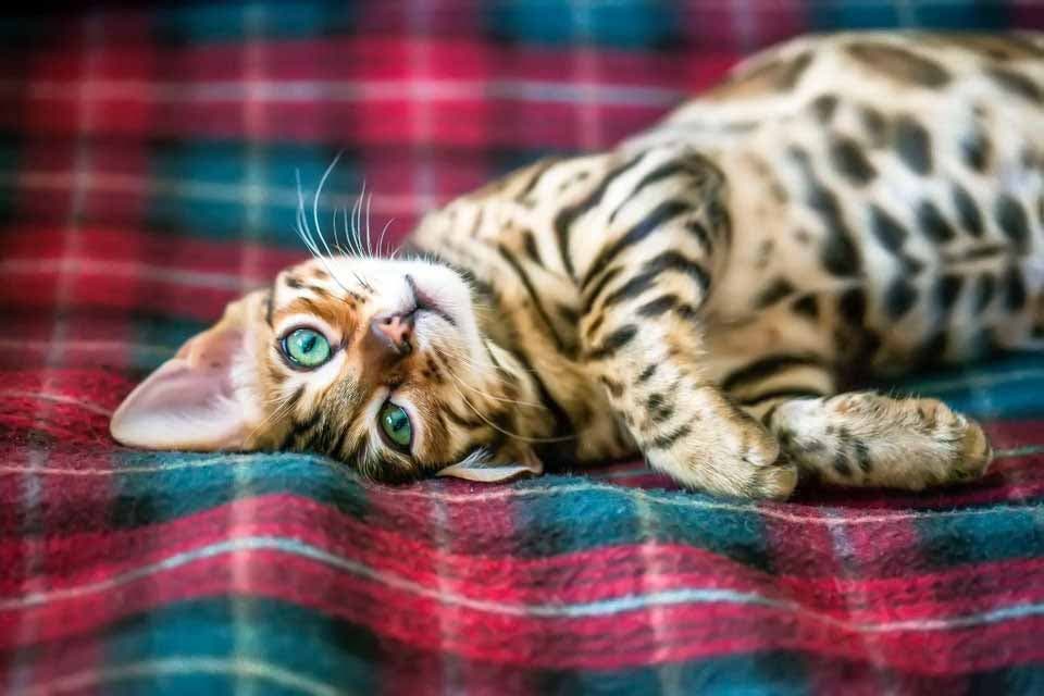 Chat Bengal allongé sur une couverture