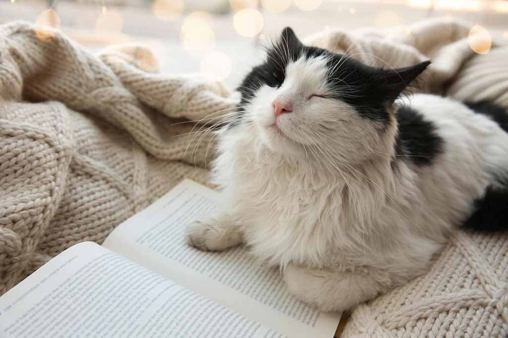 Chat allongé sur une couverture