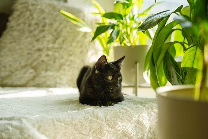 Gato rodeado de plantas de interior.