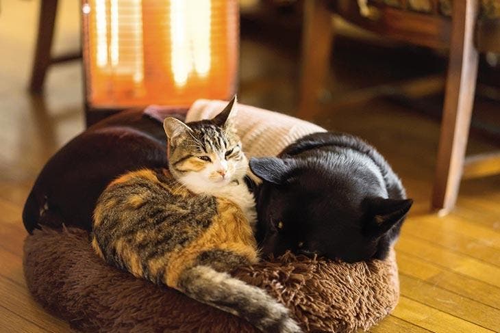 Cat and dog next to the radiator