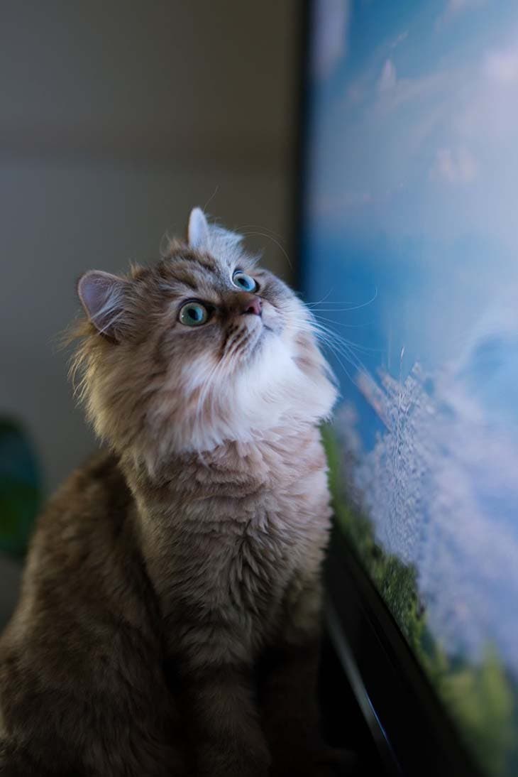 Chat regarde la télé