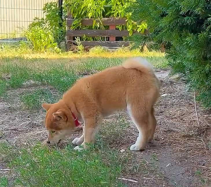 Chien dans le jardin