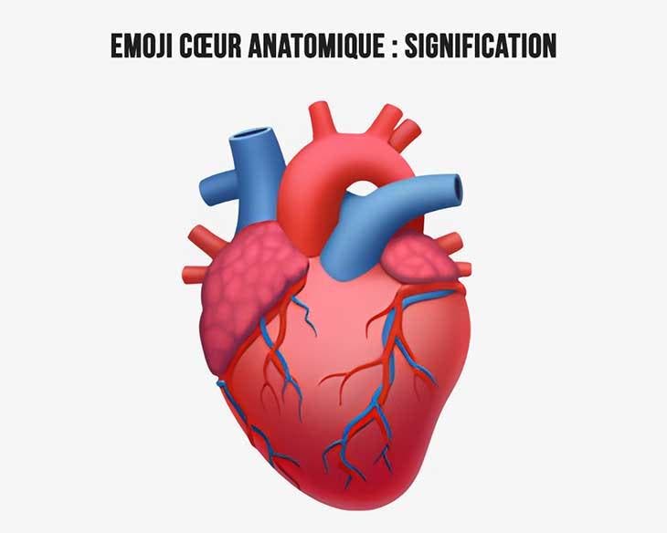 Coeur anatomique significiation