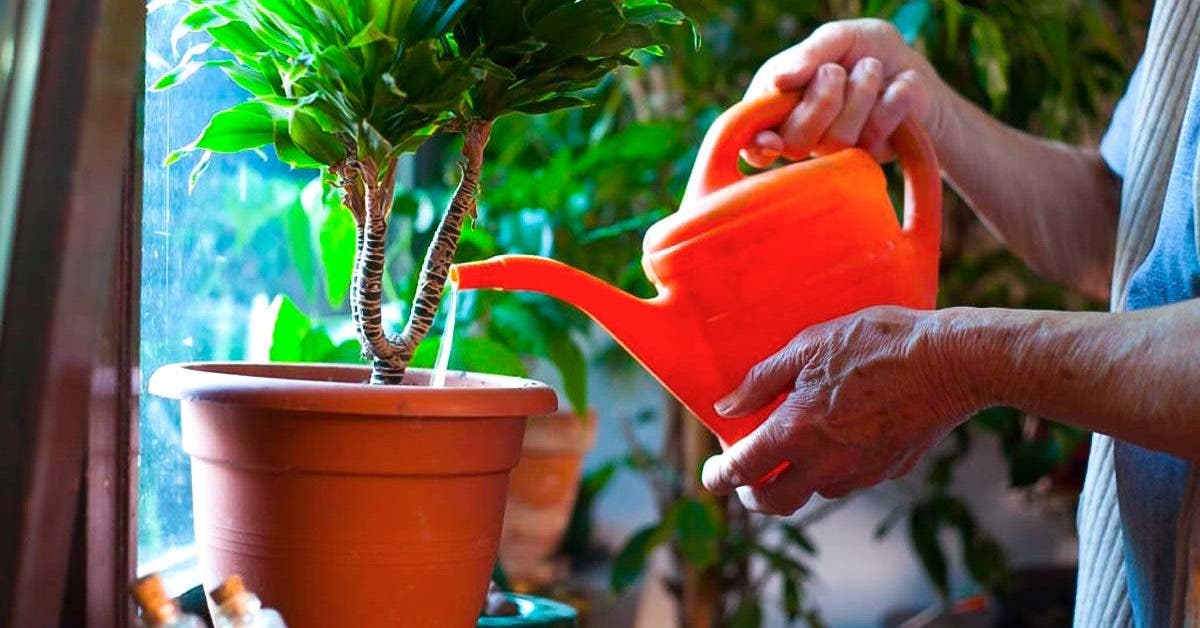 10 conseils pour prendre soin de ses plantes pendant les vacances