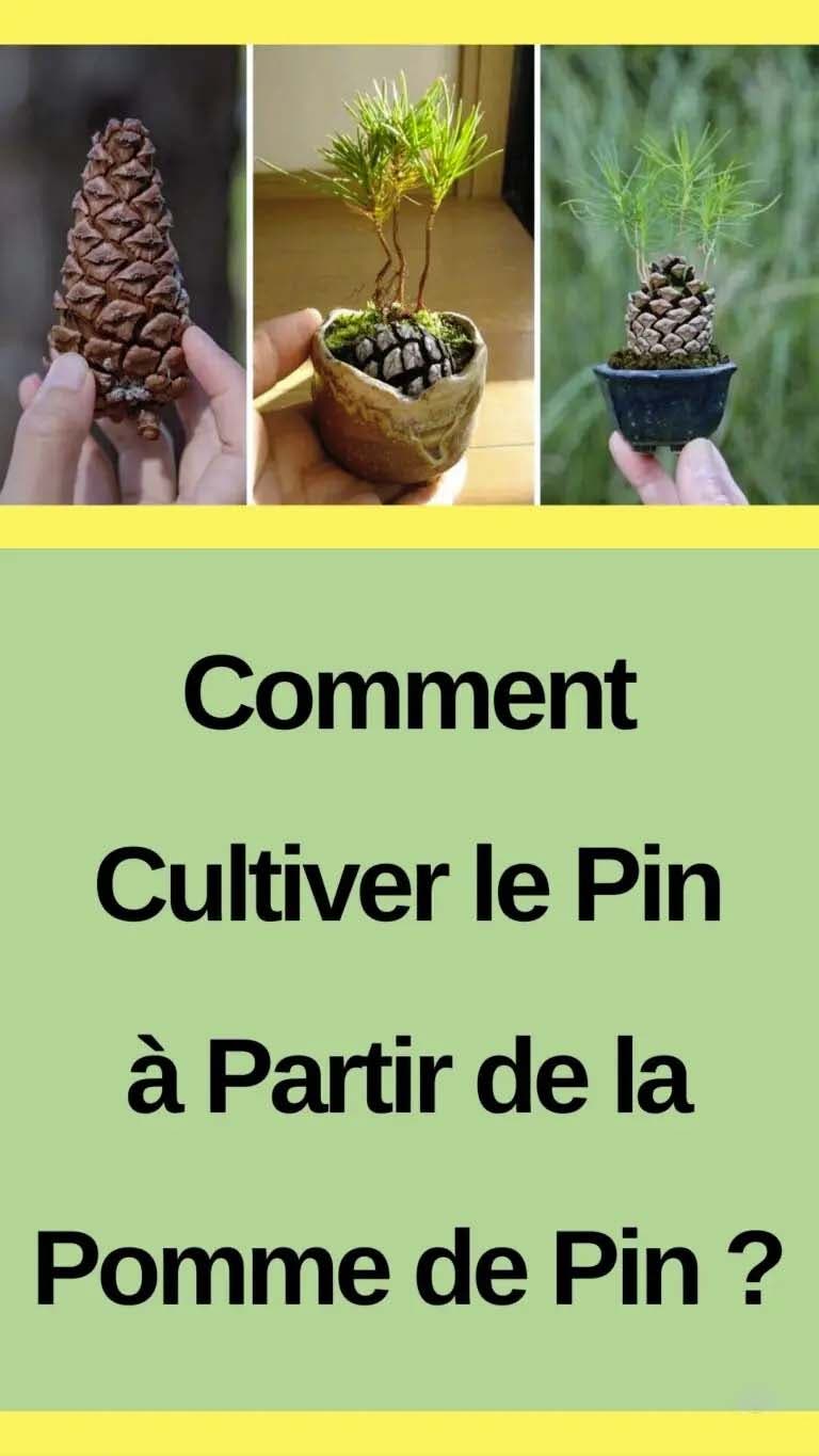 Comment cultiver un pin à partir d'une pomme de pin