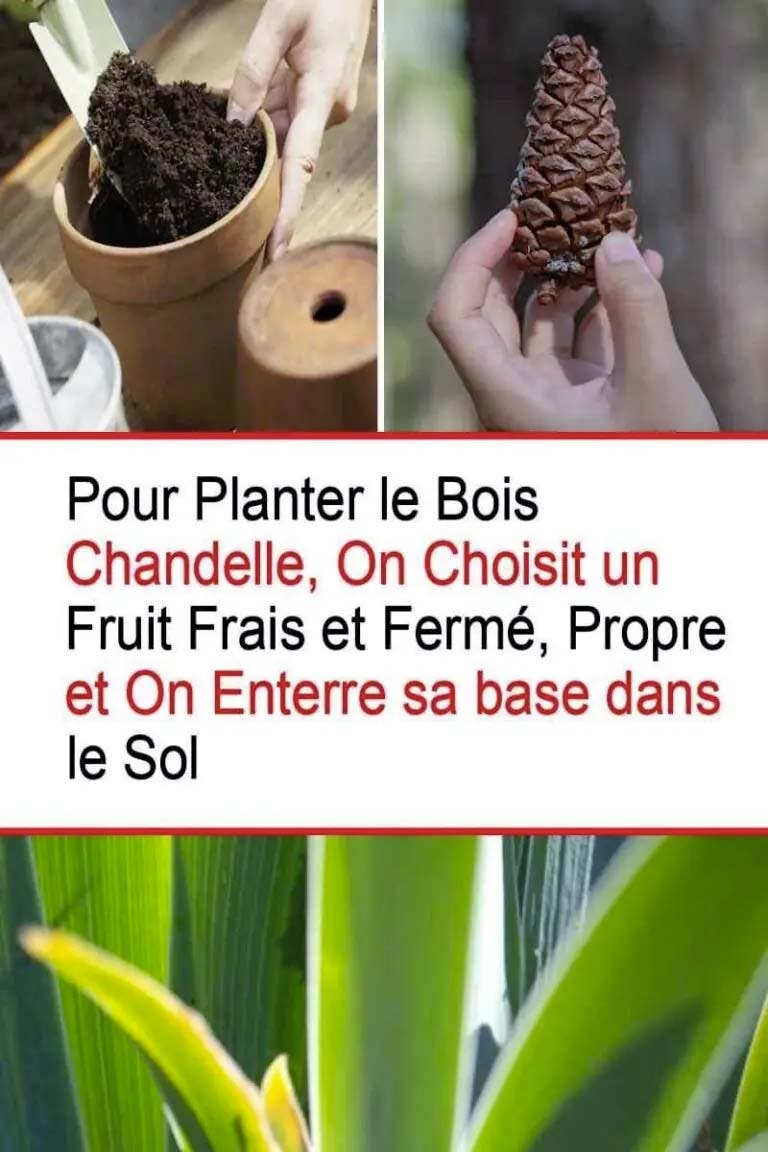 Comment cultiver un pin à partir d'une pomme de pin1