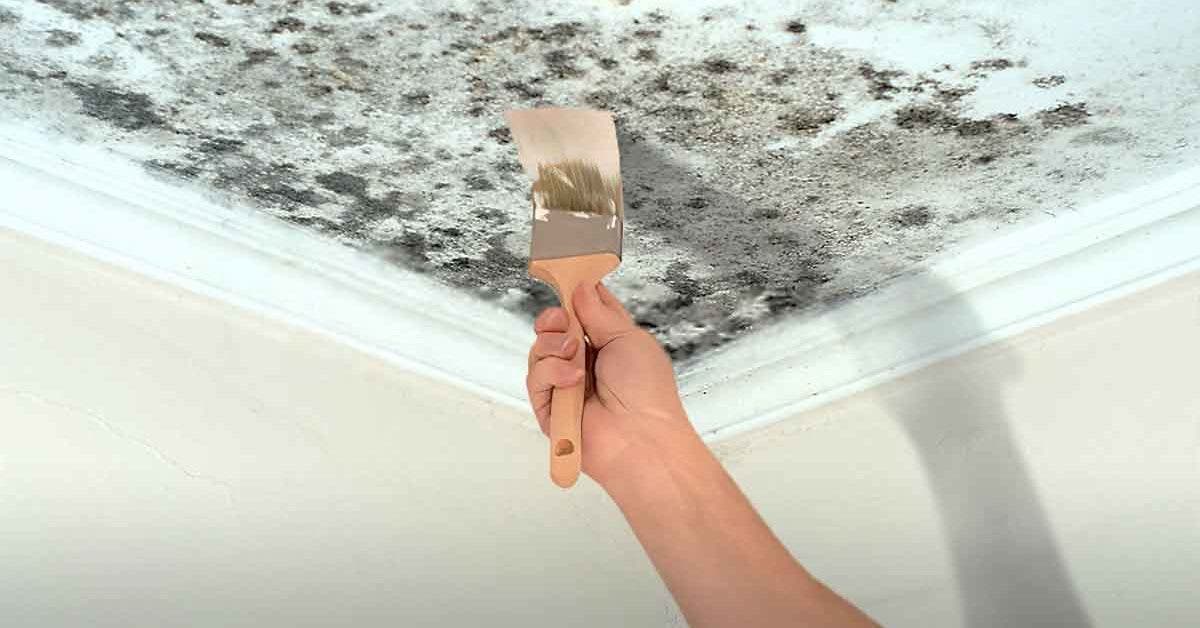 Moisissure sur mur et plafond : comment l'enlever grâce à ce spray