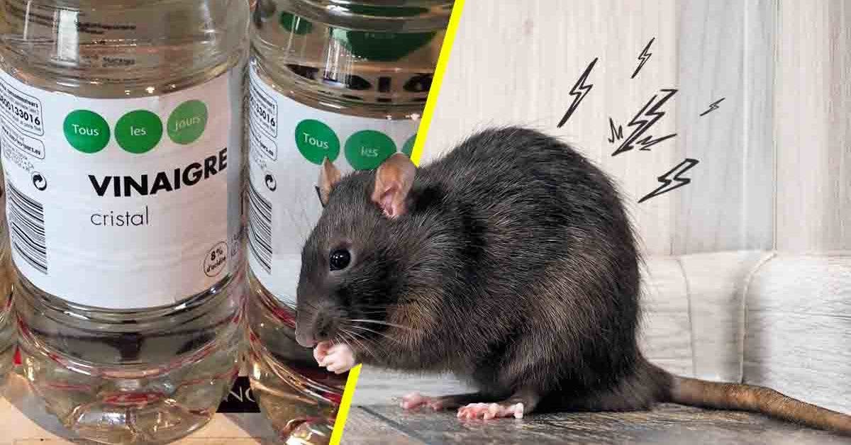 Recette de grand-mère pour tuer les rats: utile - ALLO FRELONS