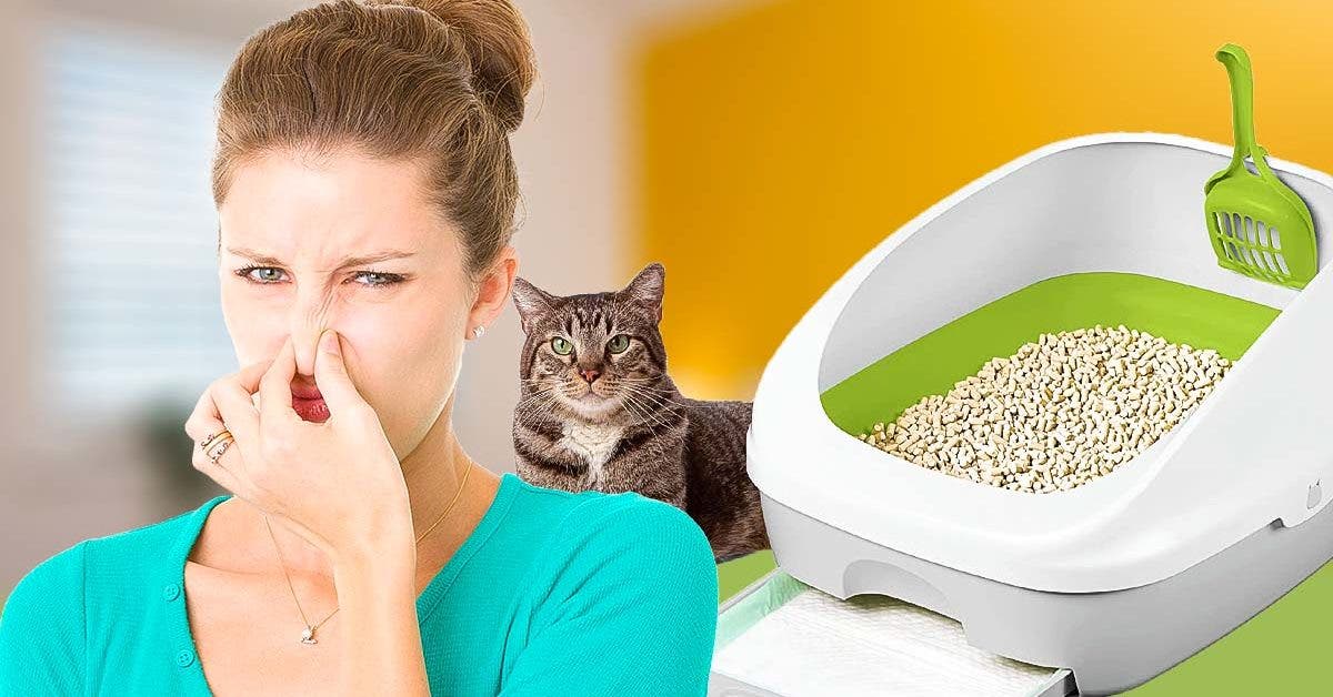 Comment enlever les mauvaises odeurs de la litière du chat ?