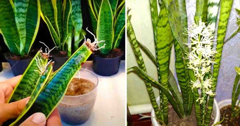 Comment Obtenir Une Sansevieria Ou Langue De Belle Mère à Partir Dune Seule Feuille 1 