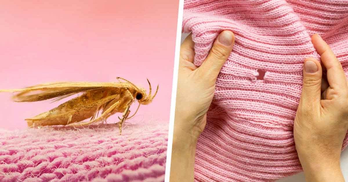 Comment se débarrasser des mites qui abiment les vêtements ? 3