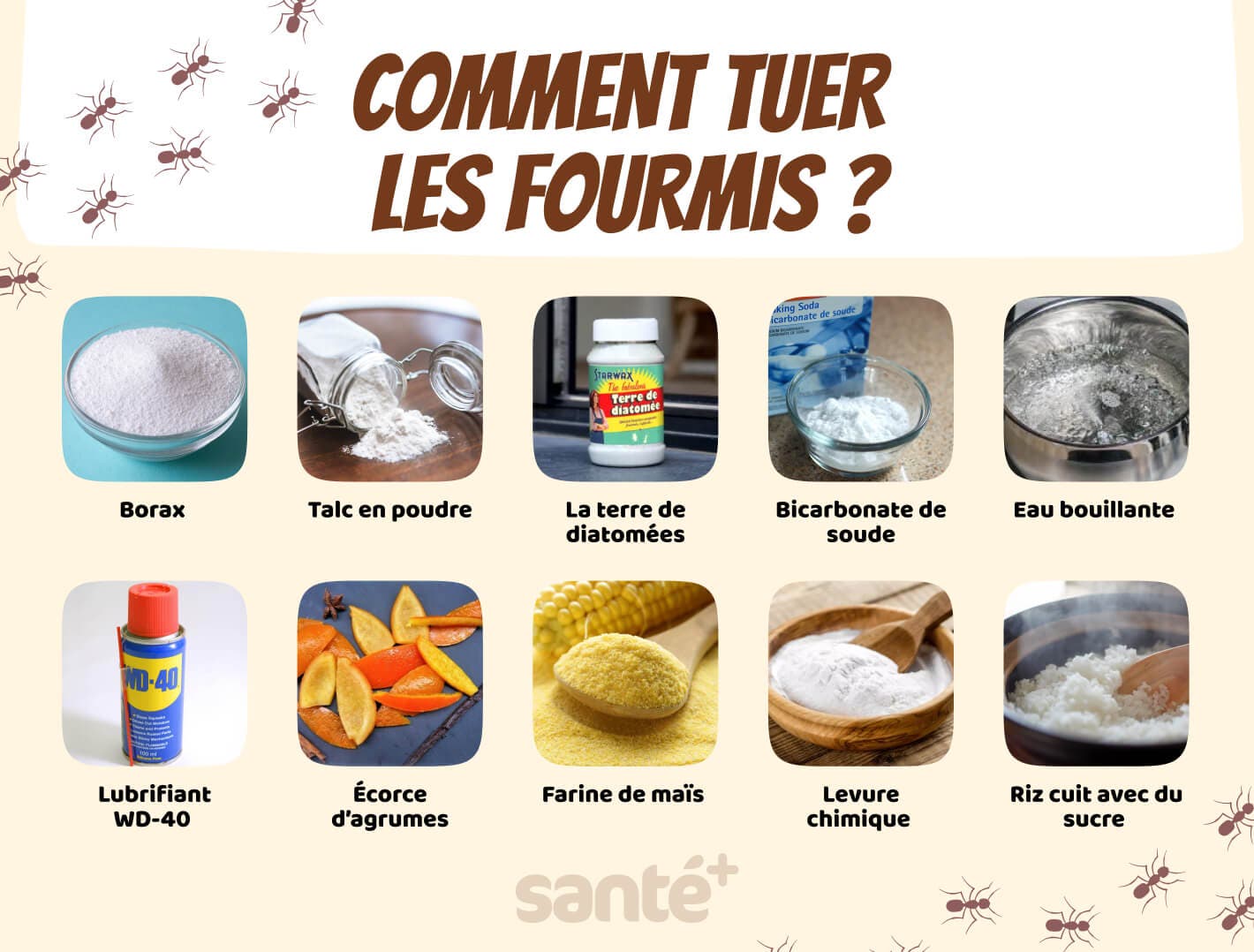 Comment tuer les fourmis ?