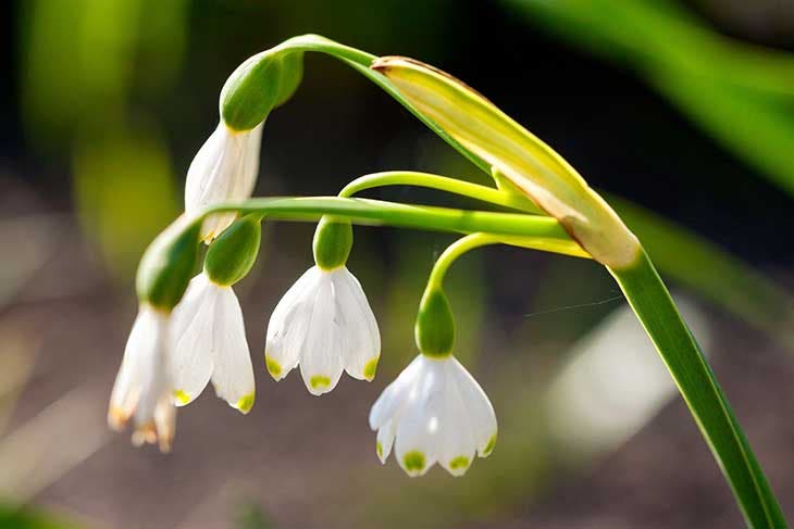 Convallaria Majalis