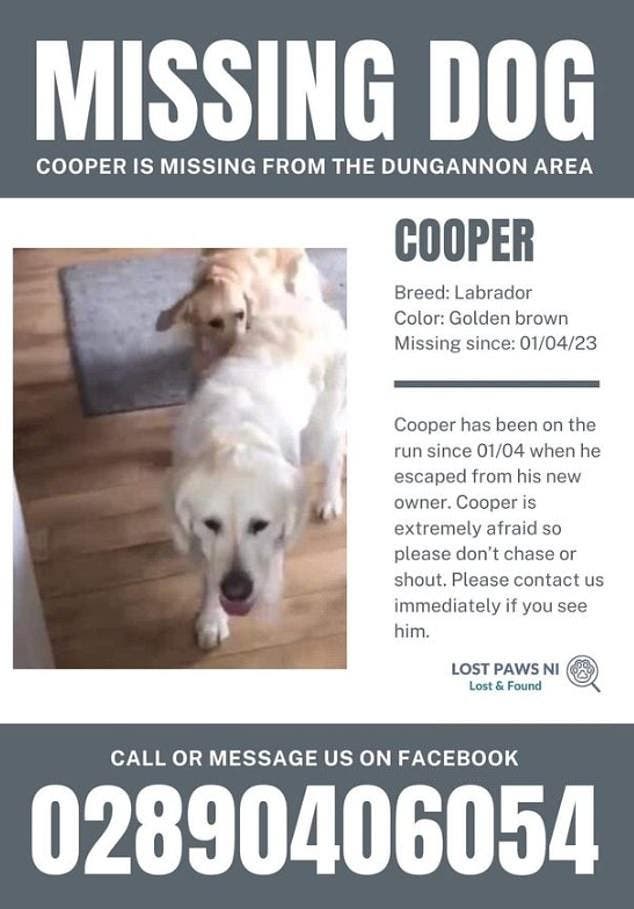 Cooper le chien Golden Retriever1