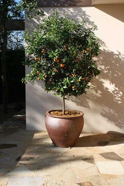 Cultiver des citronniers et des orangers dans de grands pots