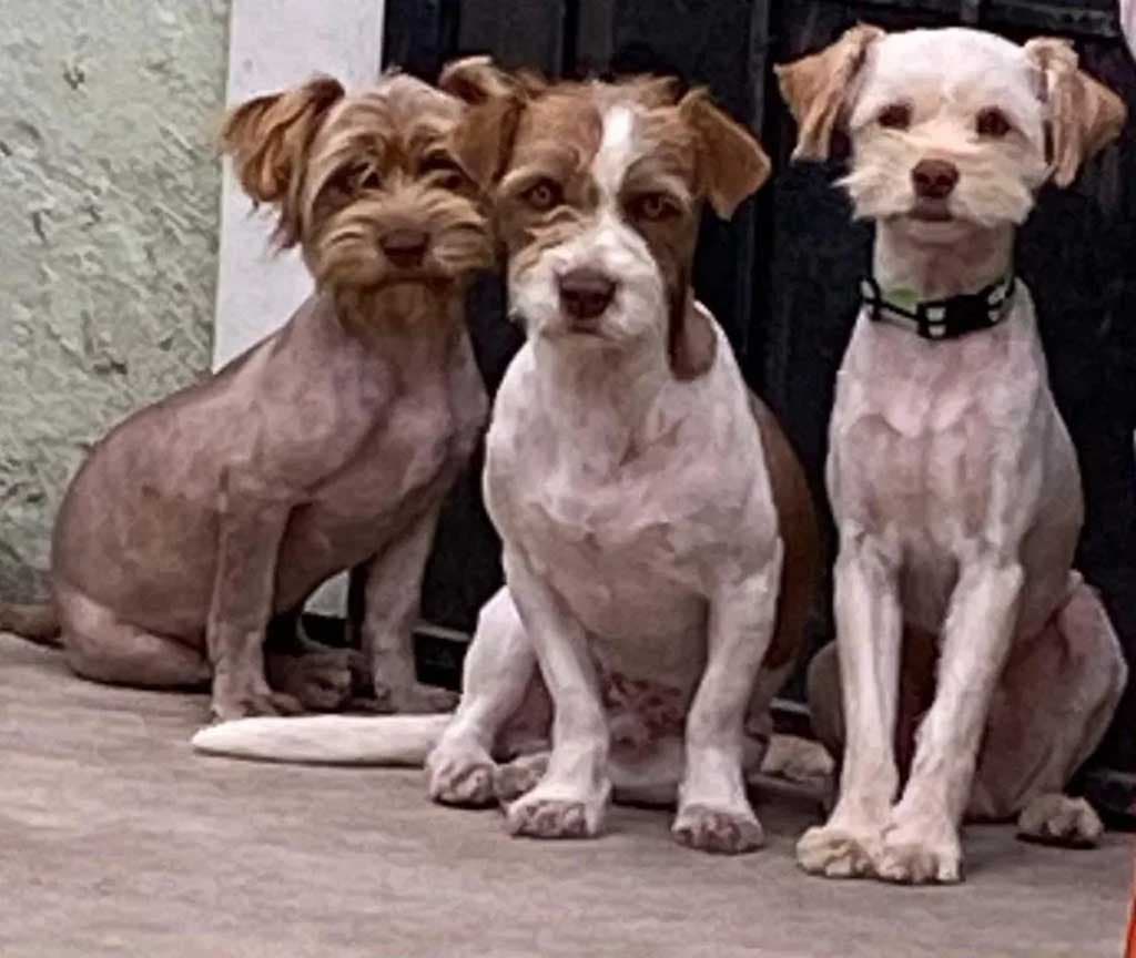 Damien, Polly et Barkley1