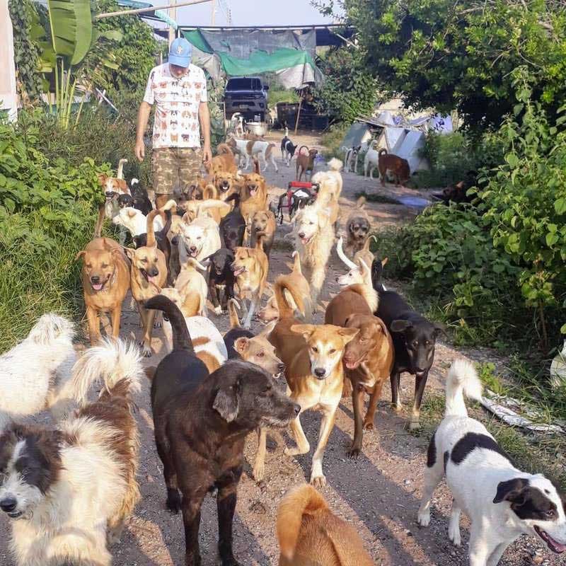 Des chiens errants sauvés en Thailand