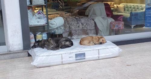 Des chiens qui dorment sur un matelas